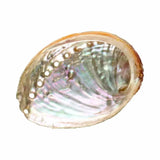 Concha Abalón Roscado Grande Esotergia